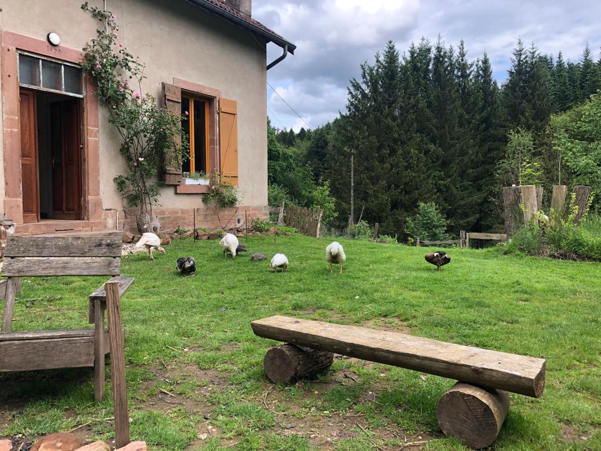 A l'orée de soi - Maison forestière de la Soie - Eco gîte, chambres d'hôtes, camping au pied des Vosges Saint-Sauveur  Exterior foto