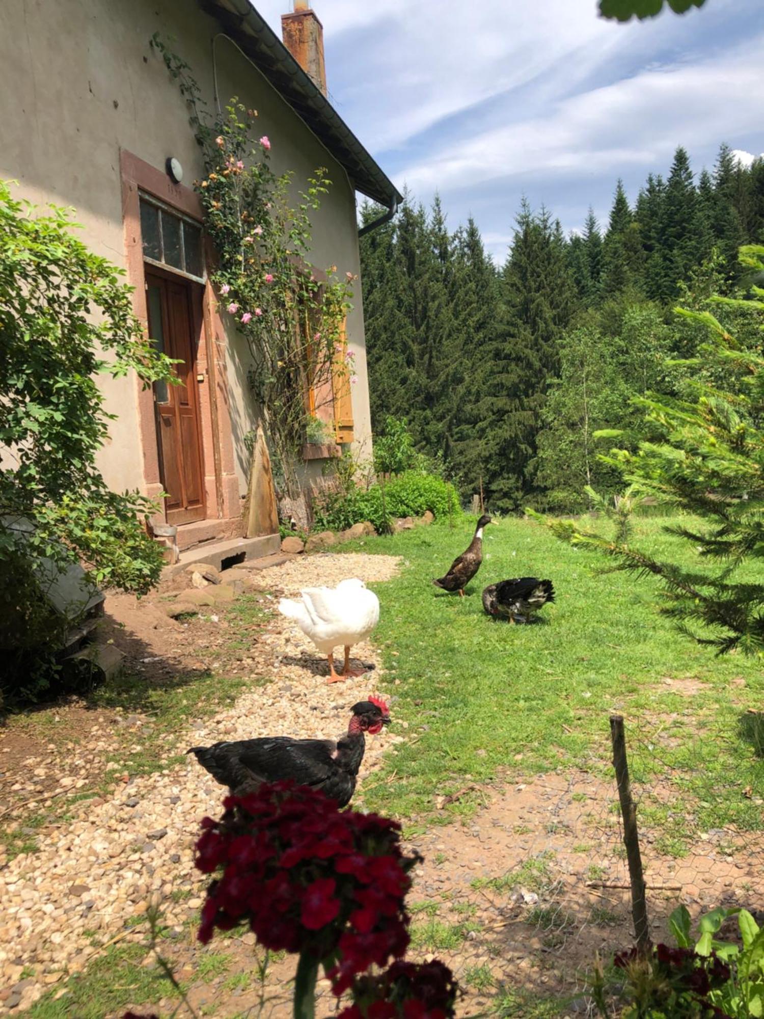 A l'orée de soi - Maison forestière de la Soie - Eco gîte, chambres d'hôtes, camping au pied des Vosges Saint-Sauveur  Exterior foto